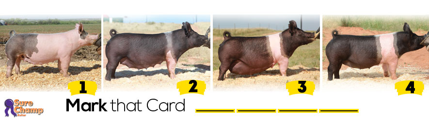 bred-sows-judging-class-header