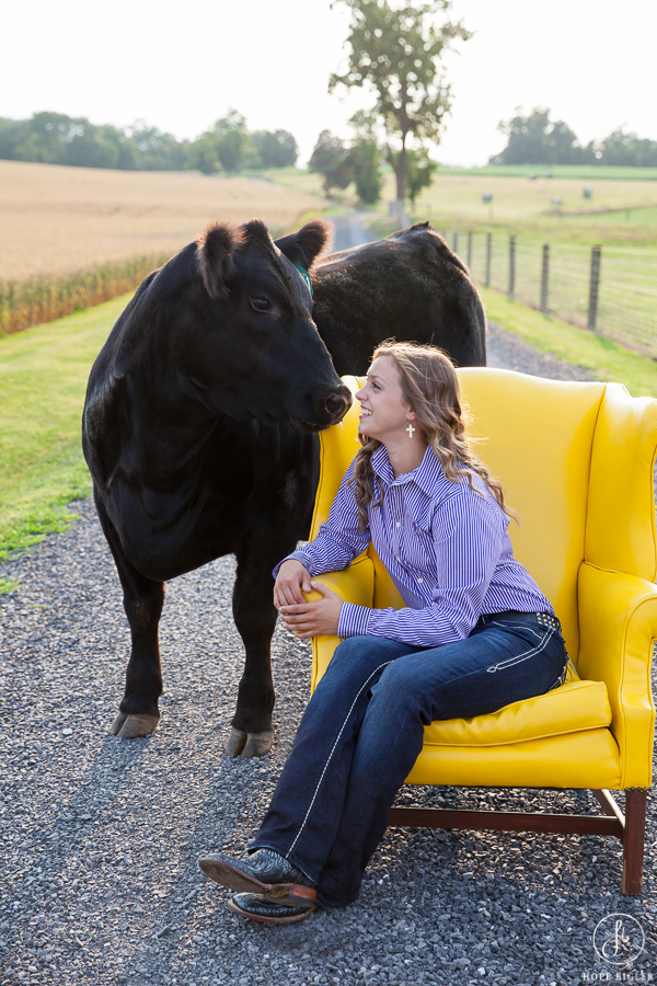 Sure Champ Senior Photos: Show Heifer