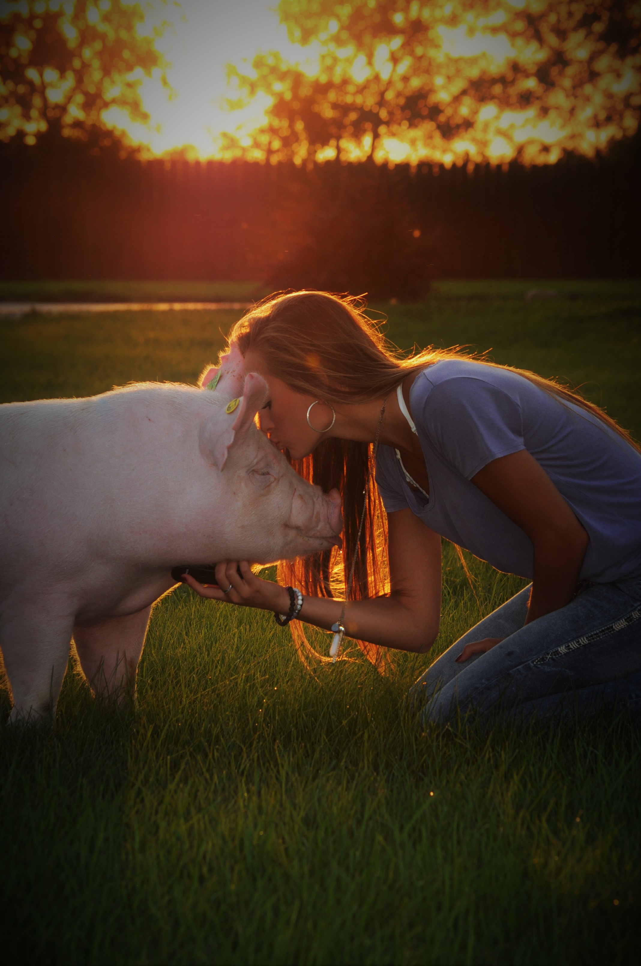 Sure Champ Senior Photos: Show Pig