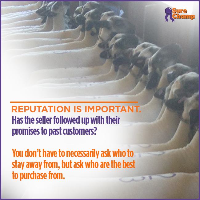 Reputation is Important when buying livestock. 