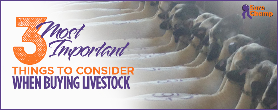 Sure Champ: 3 Most Important Things When Buying Livestock