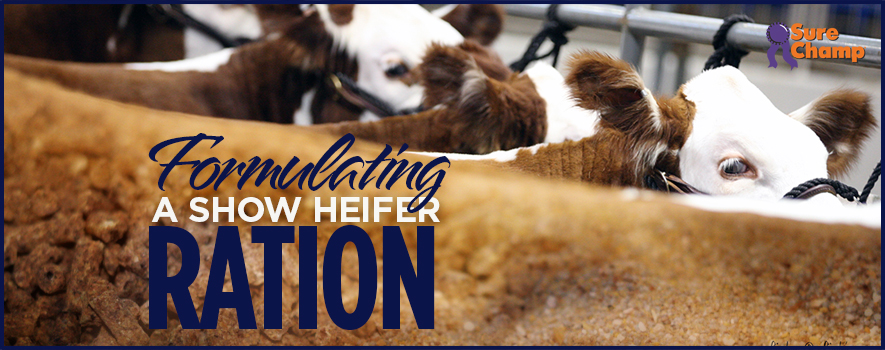 How to Formulate a Show Heifer Ration