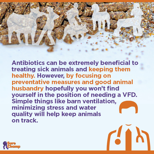 Antibiotics use in Show Livestock