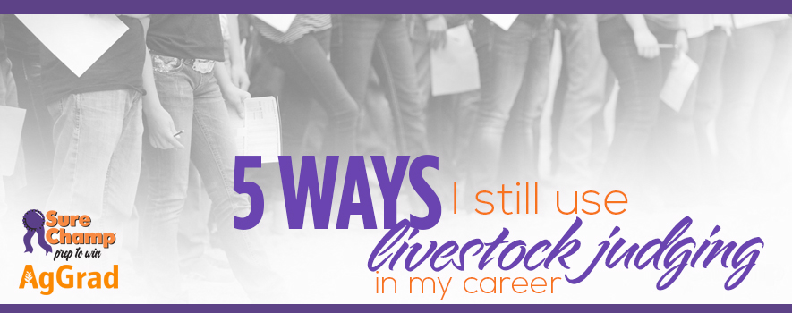 5 Ways I Use Livestock Judging in My Career