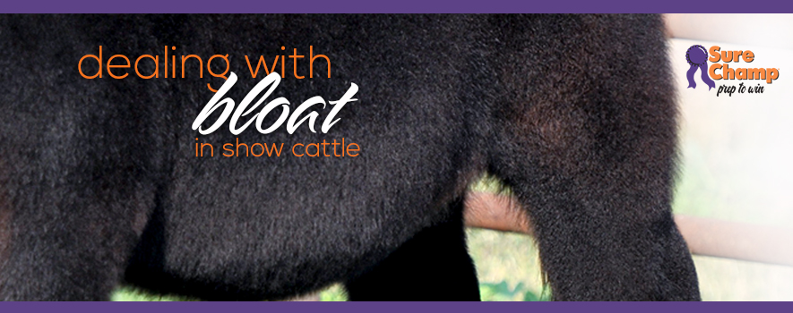 Dealing with Bloat in Show Cattle