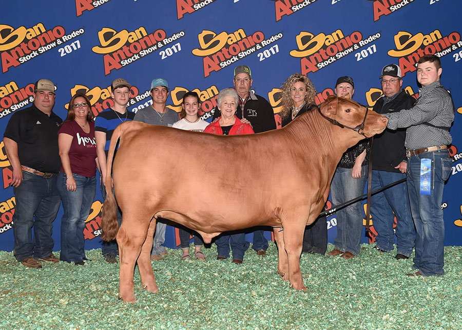 17-Trey-Denny-Medium-Weight-Champion-Limousin-Steer—San-Antonio-Livestock-Show