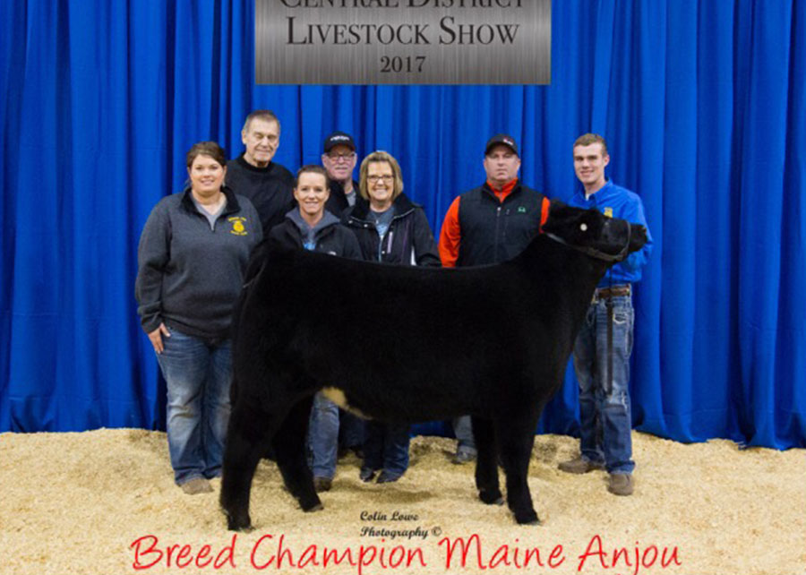 17-breed-champion-maine-anjou-oklahoma-central-district-livestock-show-ethan-attebery