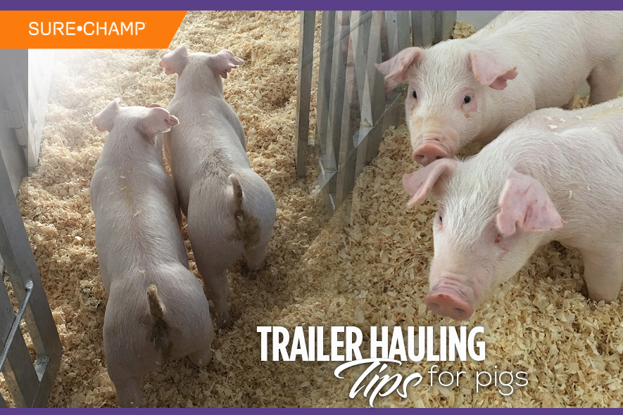 Trailer Hauling Tips for Pigs - Sure Champ