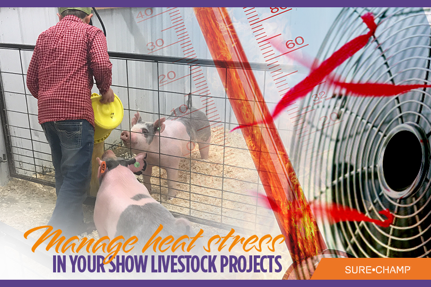Manage Heat Stress in Your Show Livestock Projects Sure Champ