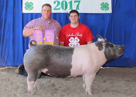Grand Champion Mkt Gilt2017 Harlan County FairShown by Sheldon Johnsen