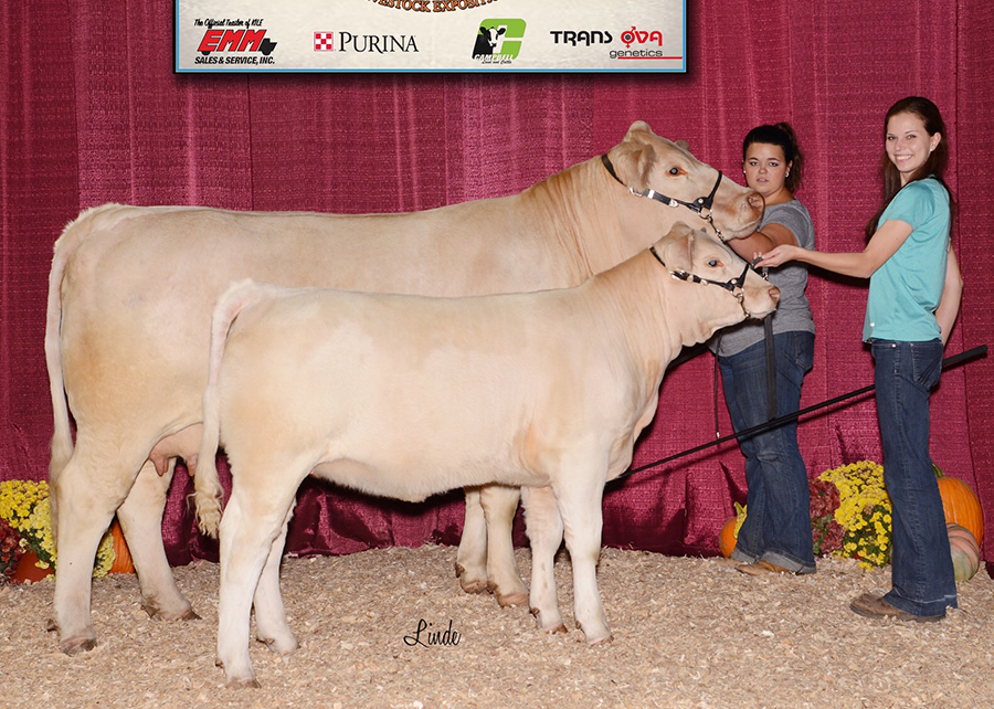17-grand-champion-charolais-cow-calf-pair-keystone-international-livestock-expo-kaitlin-smith