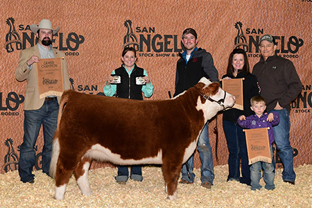 18-Grand-champion-mini-Hereford-heifer-in-the-open-show-san-angelo