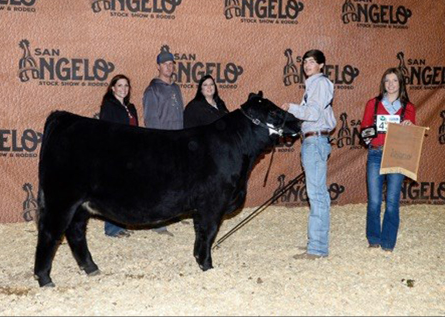 18-Reserve-Grand-Champion-Simmental-Female-at-the-2018-San-Angelo-Stock-show