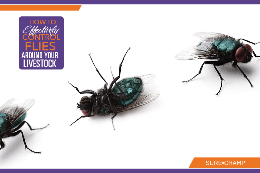 How to Effectively Control Flies Around Your Livestock Sure Champ