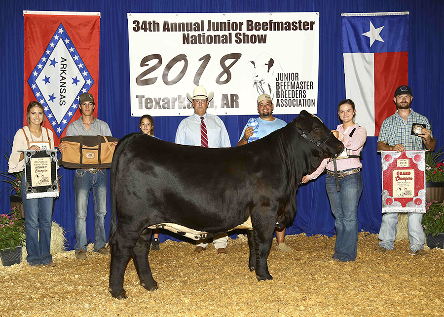 18 Junior Beefmaster Breeders Association National Show, Grand Champion, Shown by Amelia Buckley Champ