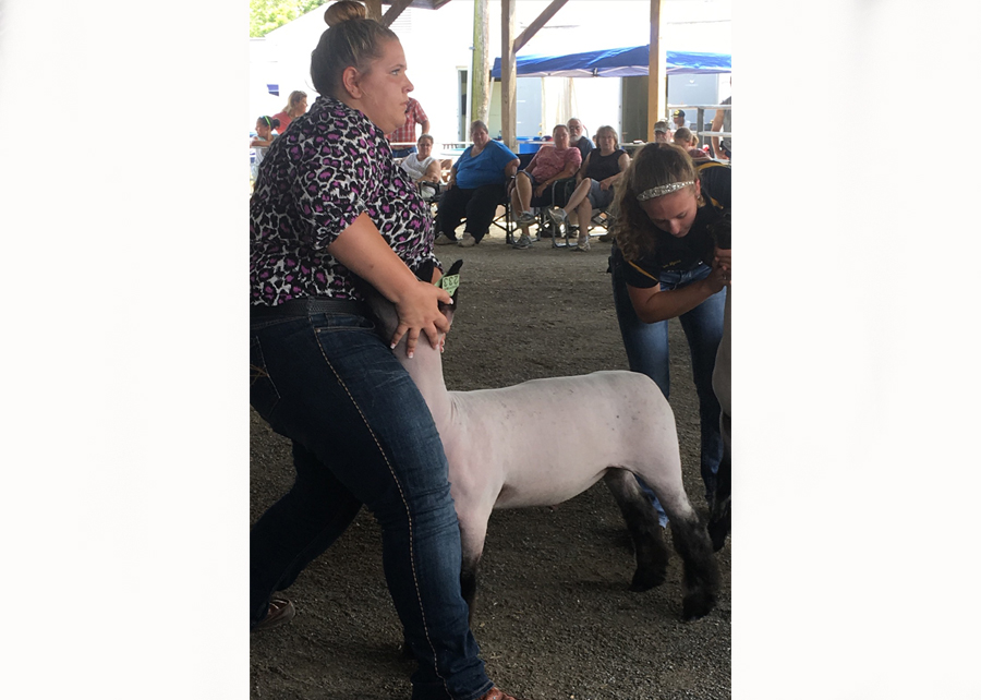 18 Shippensburg Fair, Reserve Grand Champion Middle Weight, Shown by Emiliann Goodhart Champ