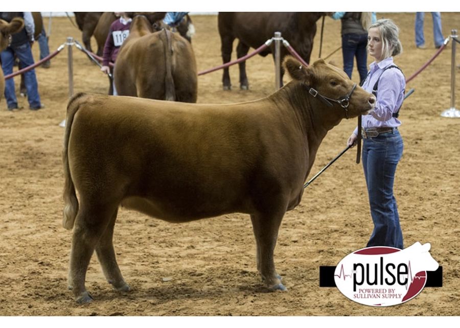 2018 Fort Worth Jr. Red Angus Show, Reserve Champion, Shown by Claire Shaw copy