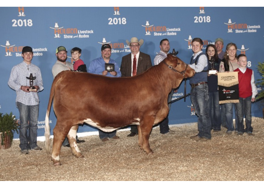 2018 Houston Livestock Show and Rodeo, Grand Champion, Shown by Shawn Skagg Champ