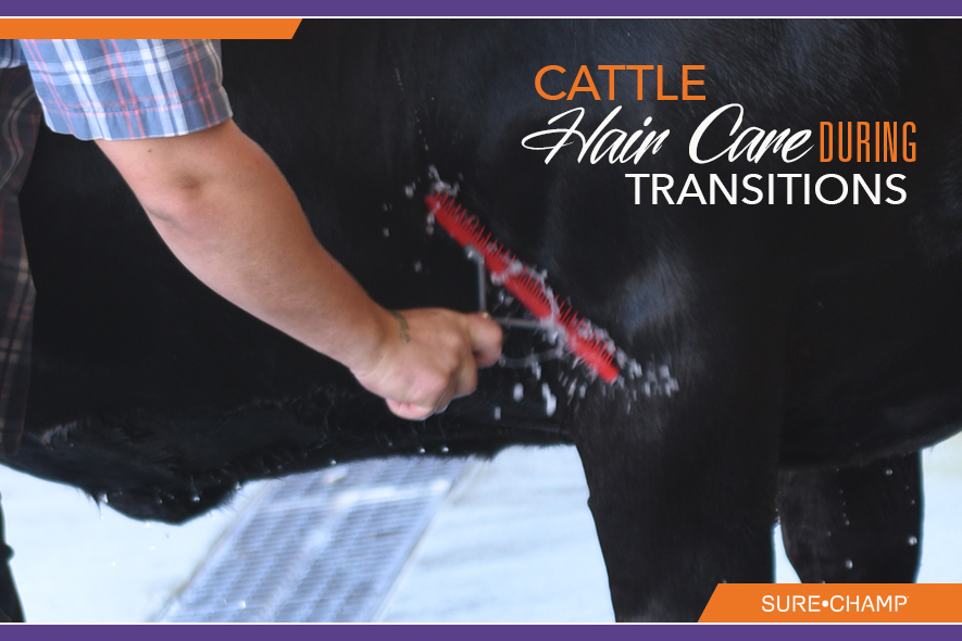 Cattle Hair Care During Transitions Sure Champ