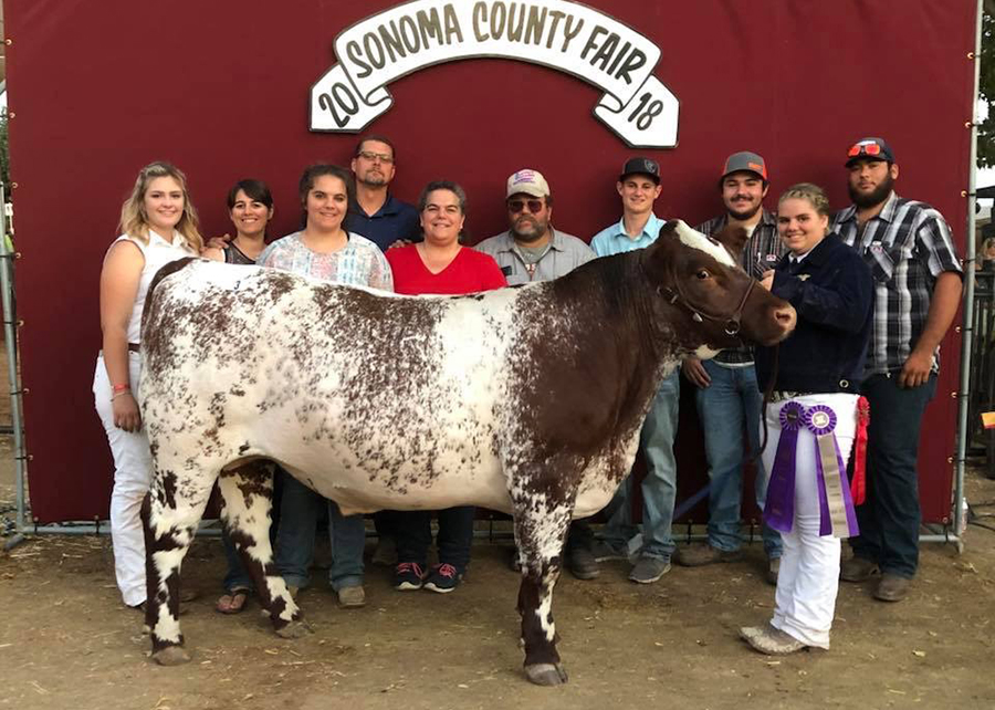 18 Sonoma County Fair – California, FFA Reserve Grand Champion and FFA Champion Shorthorn, Shown by Emily Maners Champ