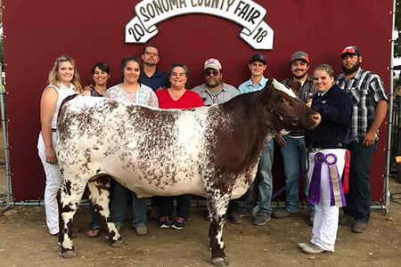 18 Sonoma County Fair – California, FFA Reserve Grand Champion and FFA Champion Shorthorn, Shown by Emily Maners Test