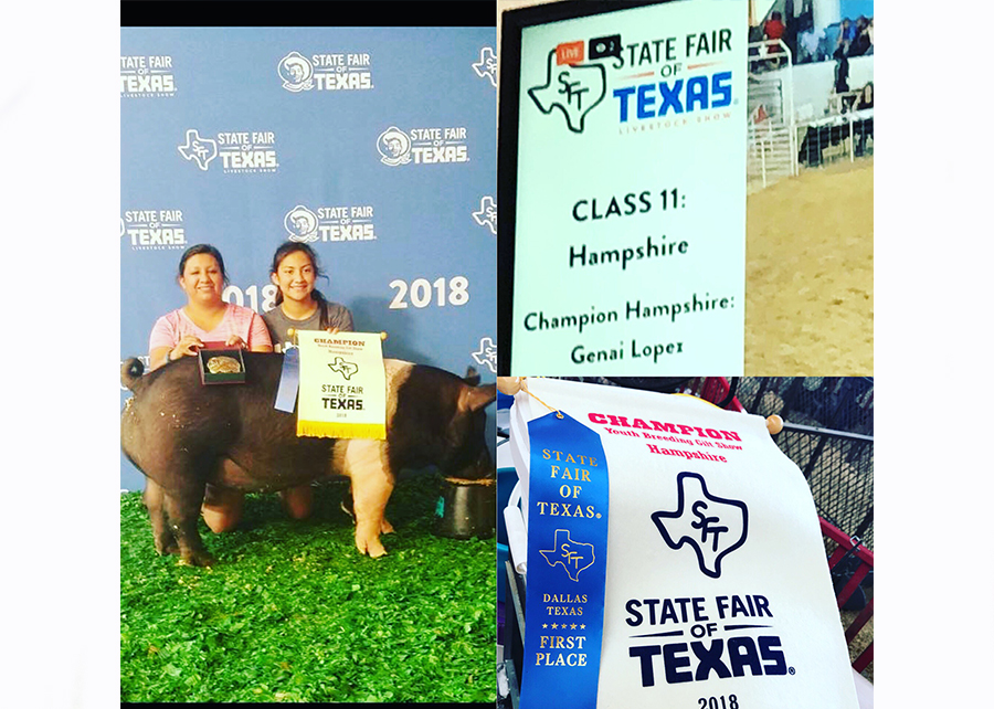 18 State Fair Of Texas, Grand Champion Hampshire Breeding Gilt, Shown by Genai Lopez Champ