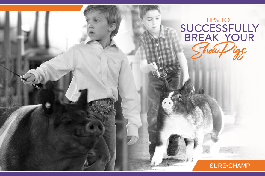 Tips to Successfully Break your Show Pigs Sure Champ