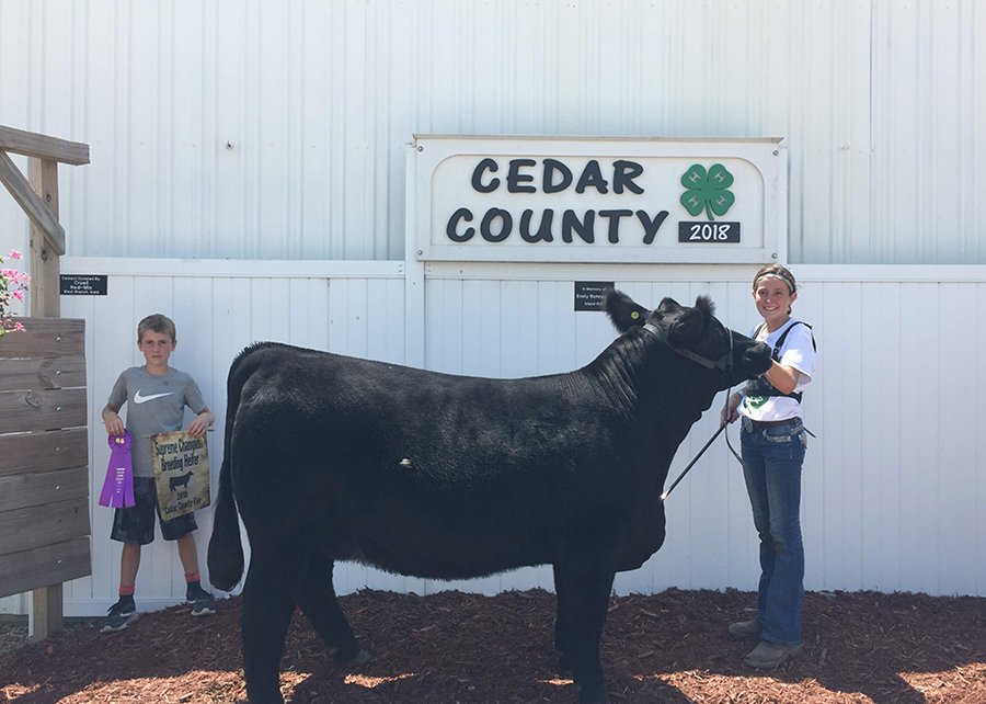 18 Cedar County Fair, Grand Champion Breading Heifer, Shown by Cadence Hansen