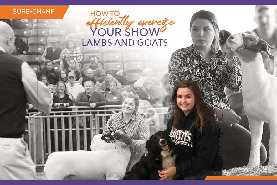 How to Efficiently Exercise your Show Lambs and Goats Sure Champ