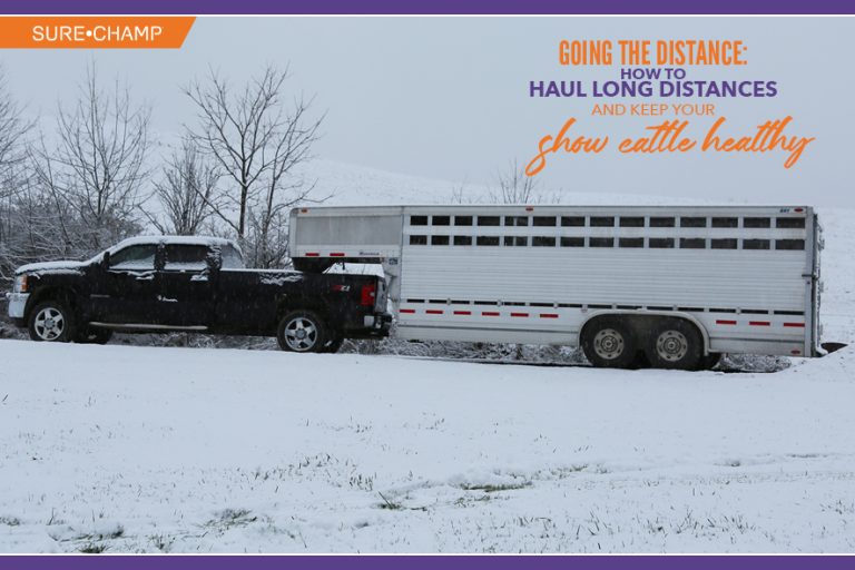 Getting Started with Show Cattle Sure Champ