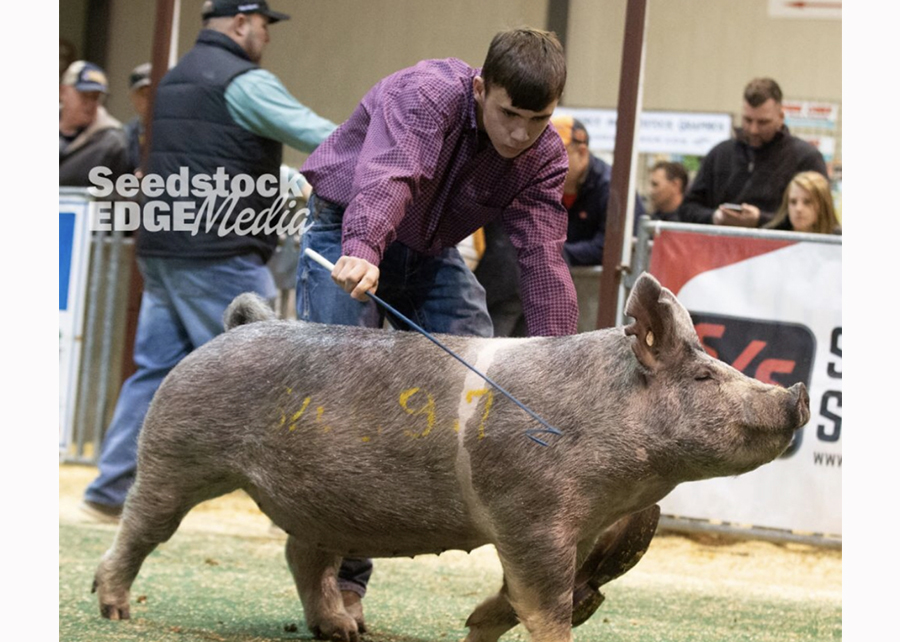 19 Winter Type Conference, Reserve Champion Crossbred Gilt, shown by Kalvin Hrutkay Champ