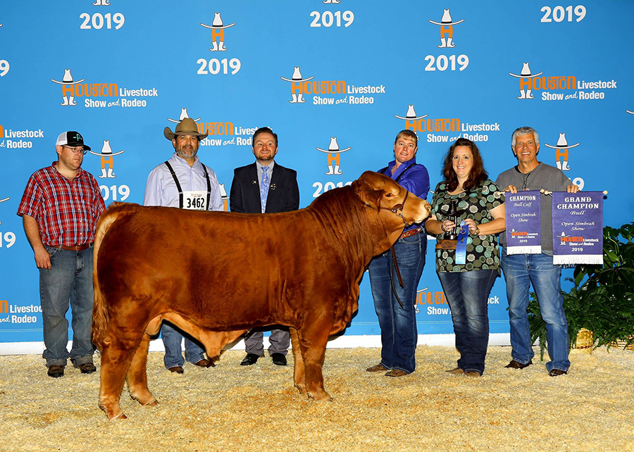 19 Houston Livestock Show, Champion Simbrah Bull, Shown by Pool Farms champ