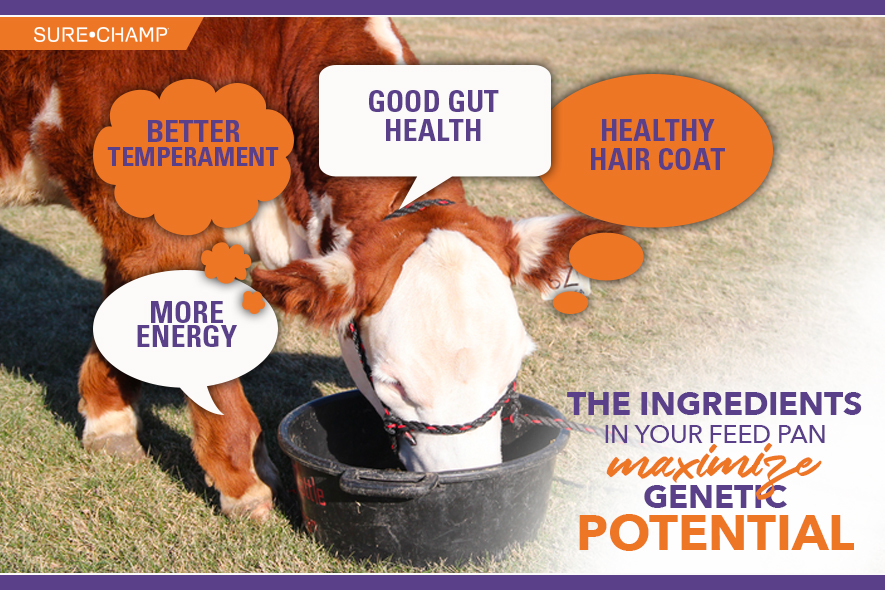 The Ingredients in your Feed Pan Maximize Potential Sure Champ