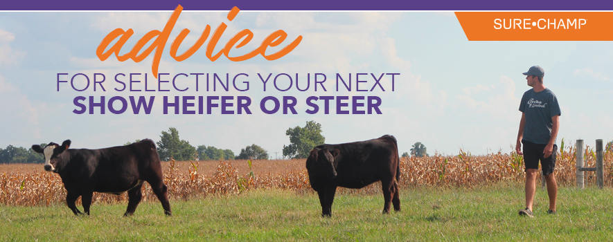 Download Advice For Selecting Your Next Show Heifer Or Steer Sure Champ