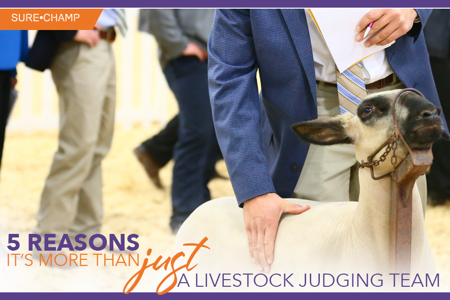 5 Reasons it’s More than JUST a Livestock Judging Team Sure Champ