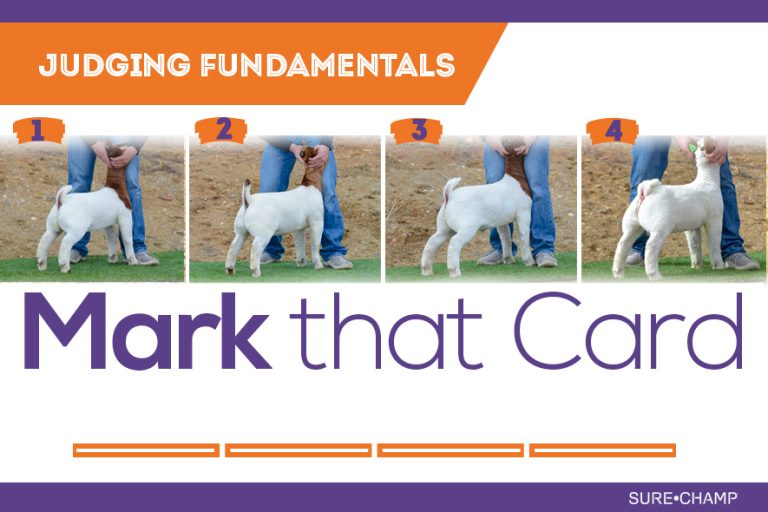 Judging Goats Archives Sure Champ