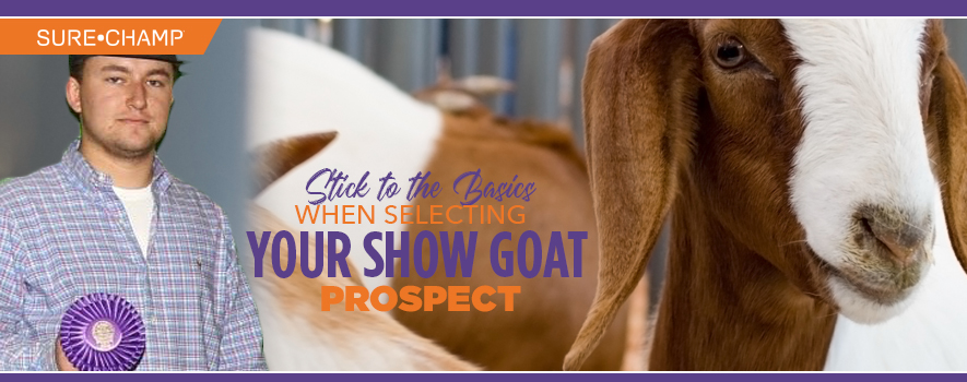 Stick to the Basics When Selecting your Show Goat Prospect - Sure Champ