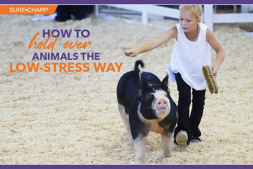 How to Hold Over Animals the Low-Stress Way - Sure Champ