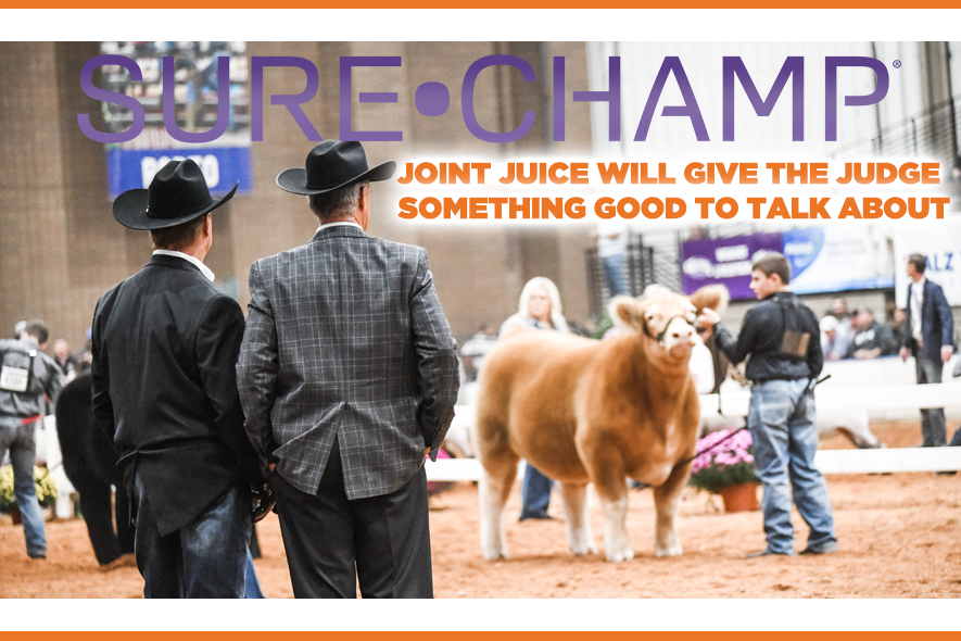 Sure Champ® Joint Juice Will Give the Judge Something Good to Talk