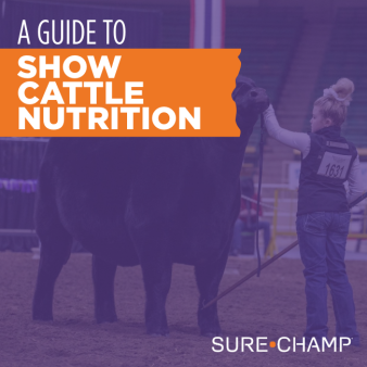 show cattle nutrition