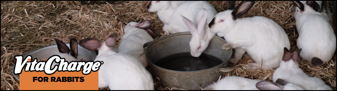 Rabbit