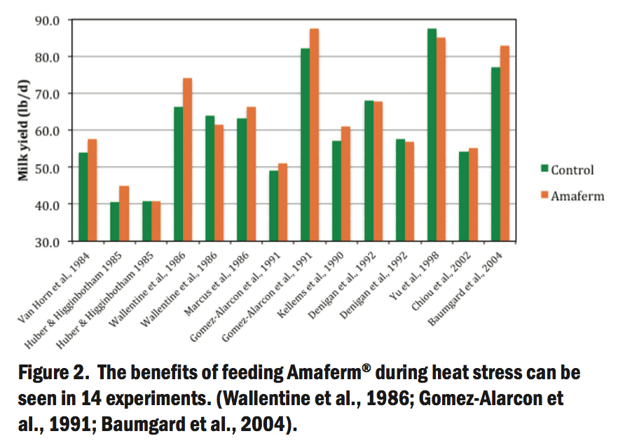 Amaferm Effect on Heat Stress