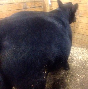 Steer with bloat on both sides 