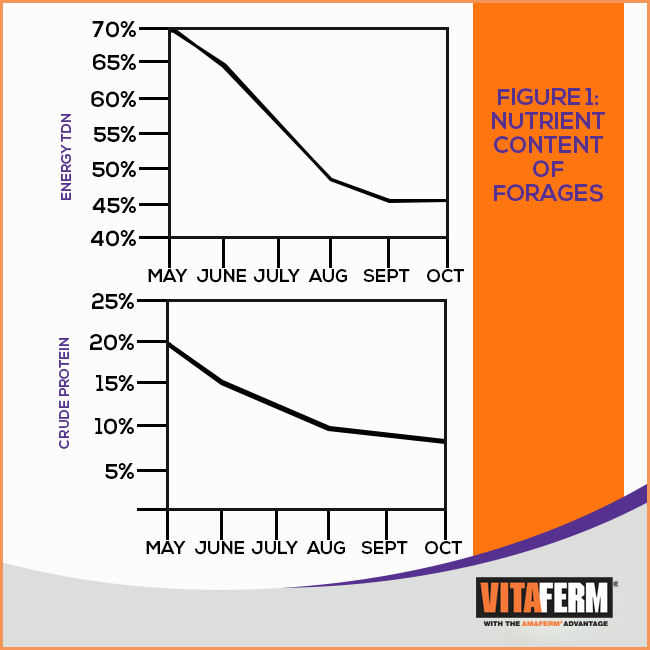 Nutrient Content of Forage
