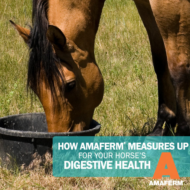 amaferm-for-digestive-health-social