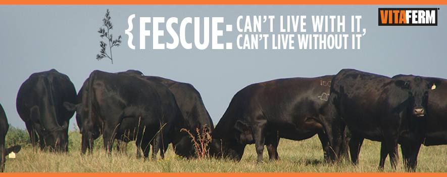 Mineral for Cattle on Fescue