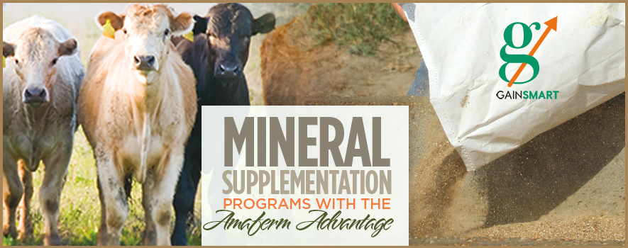 Mineral Supplementation Programs with the Amaferm Advantage