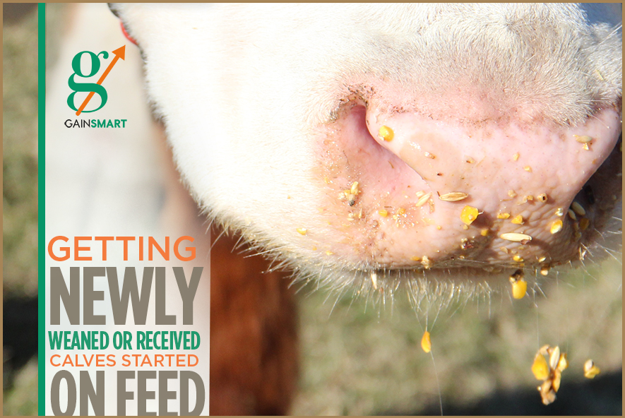 Getting Newly Weaned or Received Calves Started on Feed VitaFerm