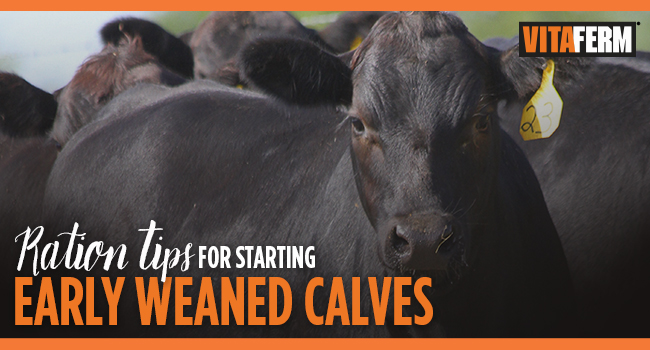 Ration Tips for Early Weaned Calves
