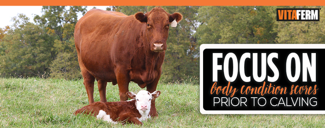 Focus on Body Condition Score Prior to Calving